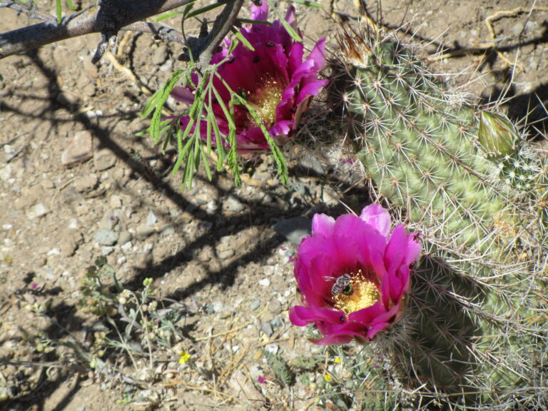 AZT Day 15: North from Oracle State Park