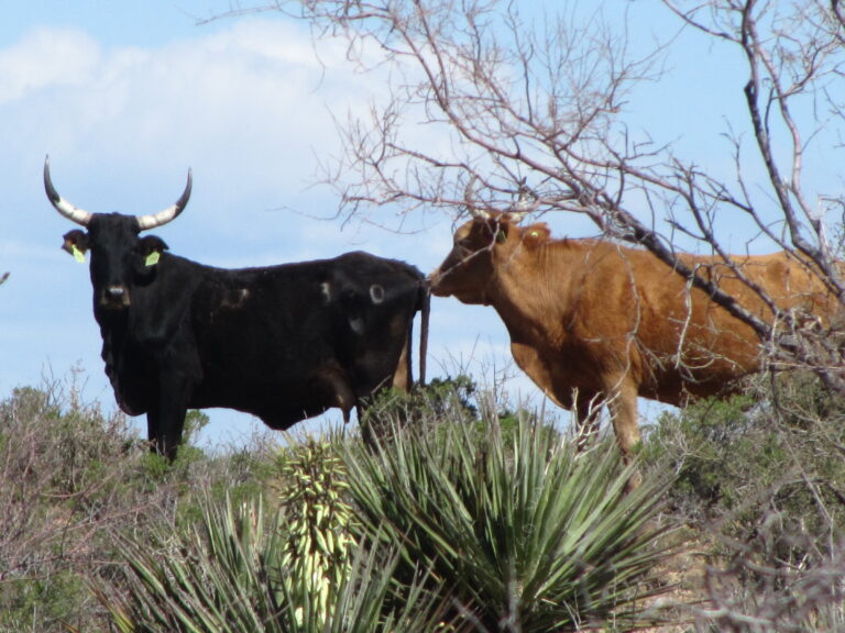 AZT Day 17: Powerline, Washes & Hills
