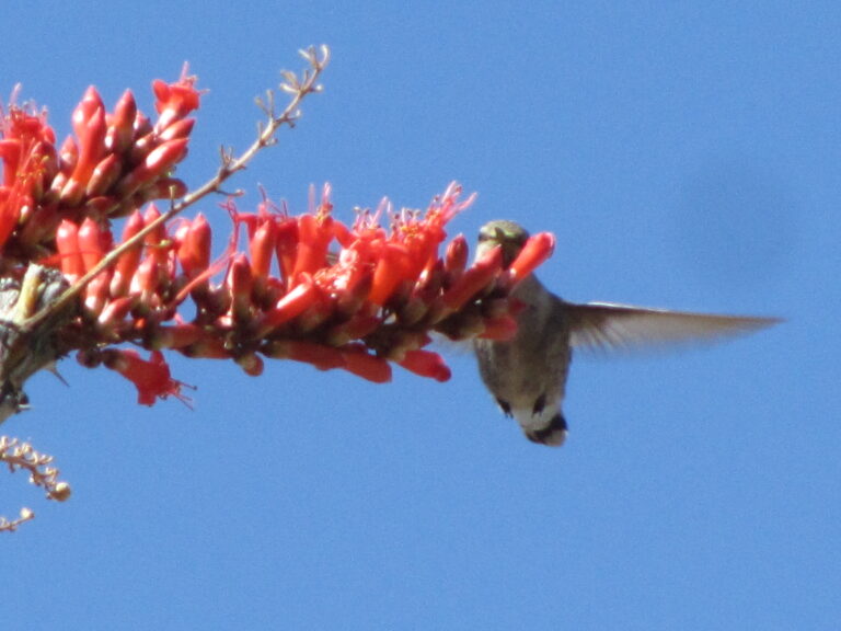 AZT Day 18: Gila River & Walnut Canyon