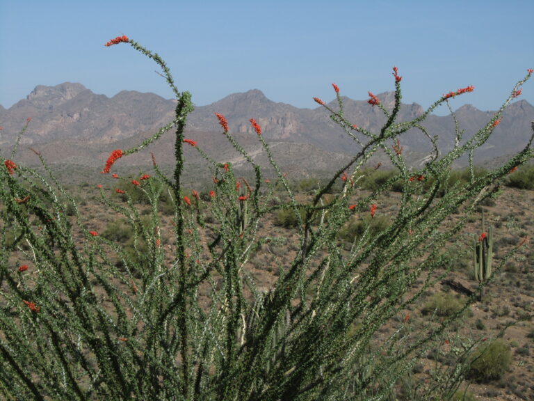 AZT Day 21: Superstitions and Rattlesnakes