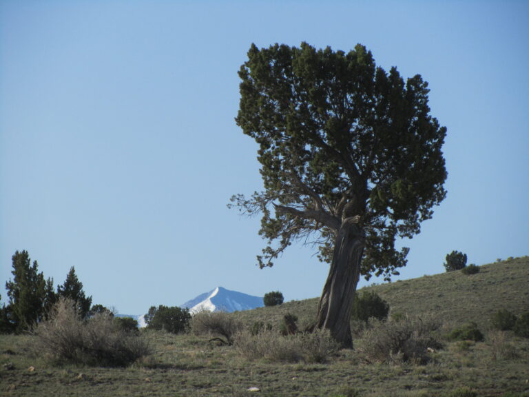 AZT Day 40: Babbitt Ranch to Coconino Rim
