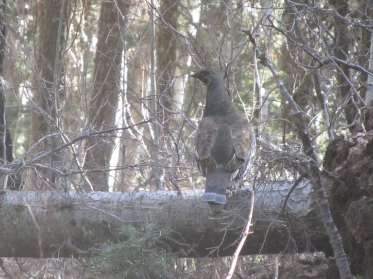 AZT Day 46: Kaibab Plateau