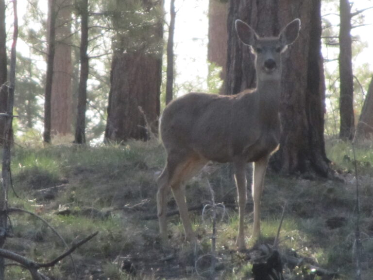 AZT Day 47: Jacobs Lake & Kaibab Plateau North