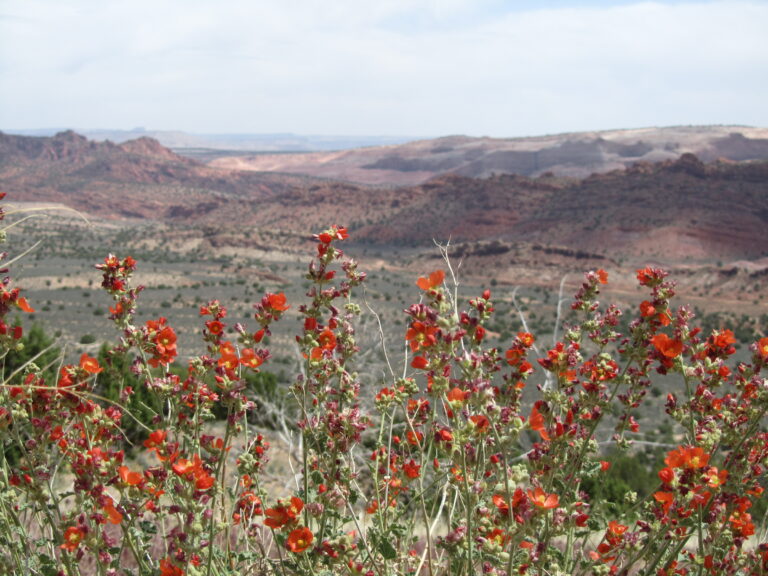 AZT Day 48: Buckskin Mountain & Finish