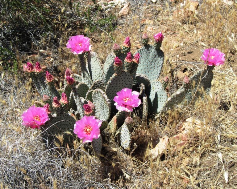 PCT Day 4: Canyons & Mountains