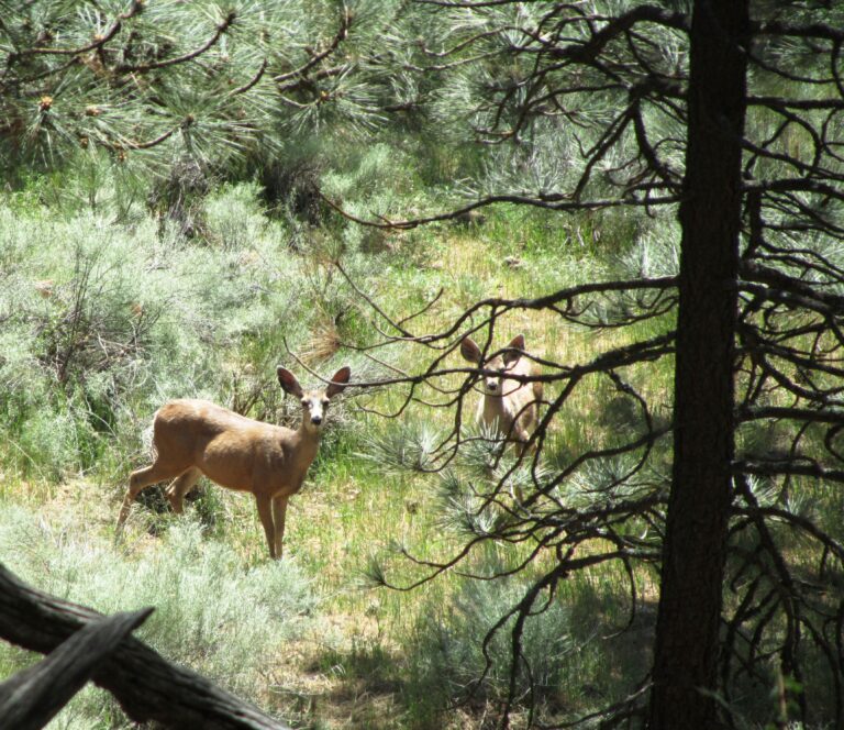 PCT Day 36: Piute Mountains