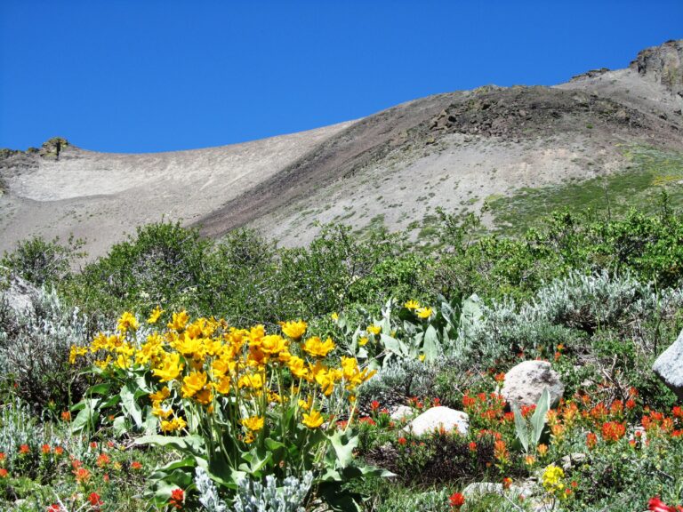PCT Day 67: Mokelumne Wilderness to Hwy 50