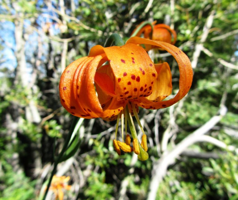 PCT Day 76: Bucks Lake Wilderness