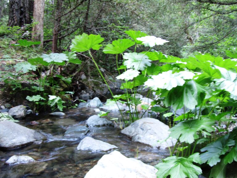 PCT Day 85: Grizzly Peak & Deer Creek