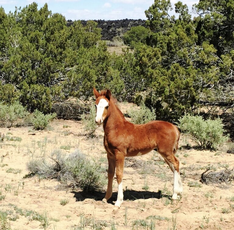CDT Day 23: Walk into Grants NM