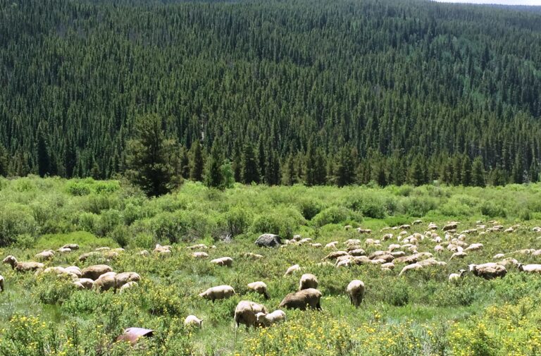 CDT Day 66: Kokomo & Searle Passes