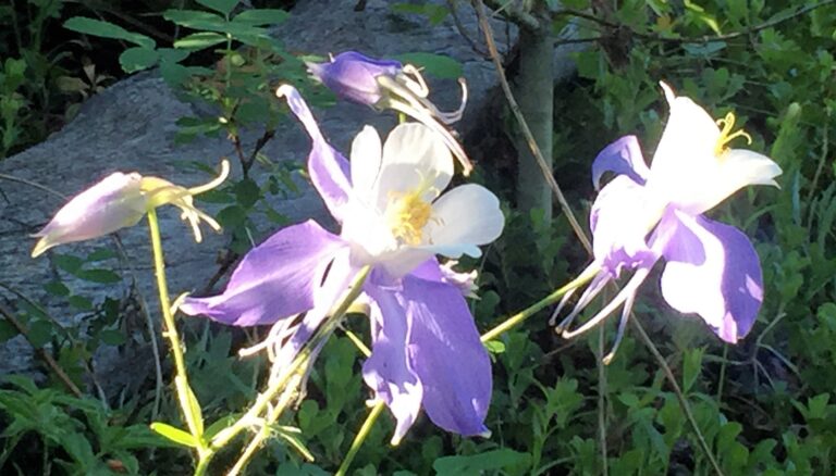 CDT Day 69: Ptarmigan & Jones Passes