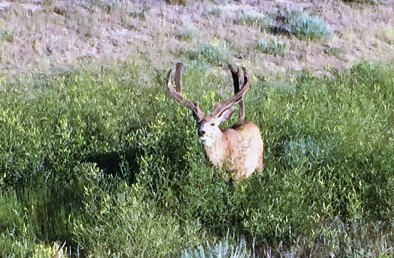 CDT Day 87: Separation Flats & Bull Springs Rim