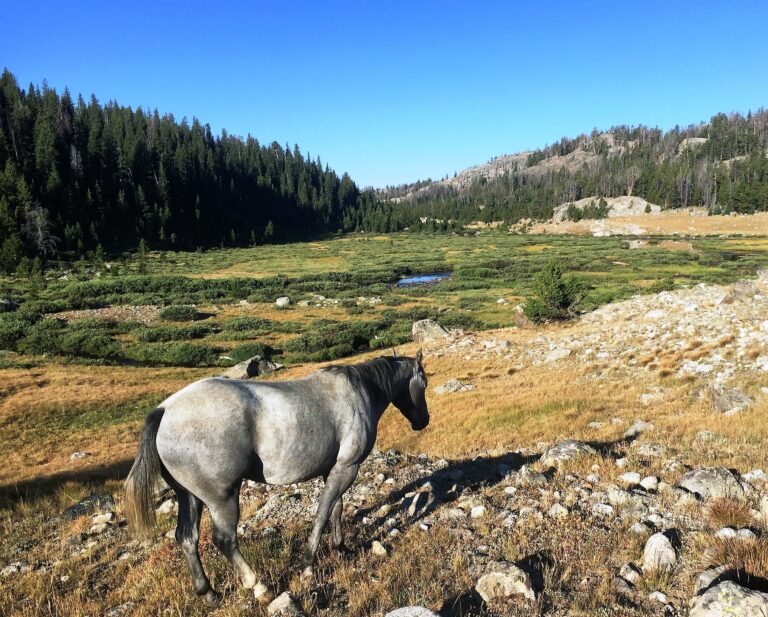 CDT Day 94: Bridger Wilderness