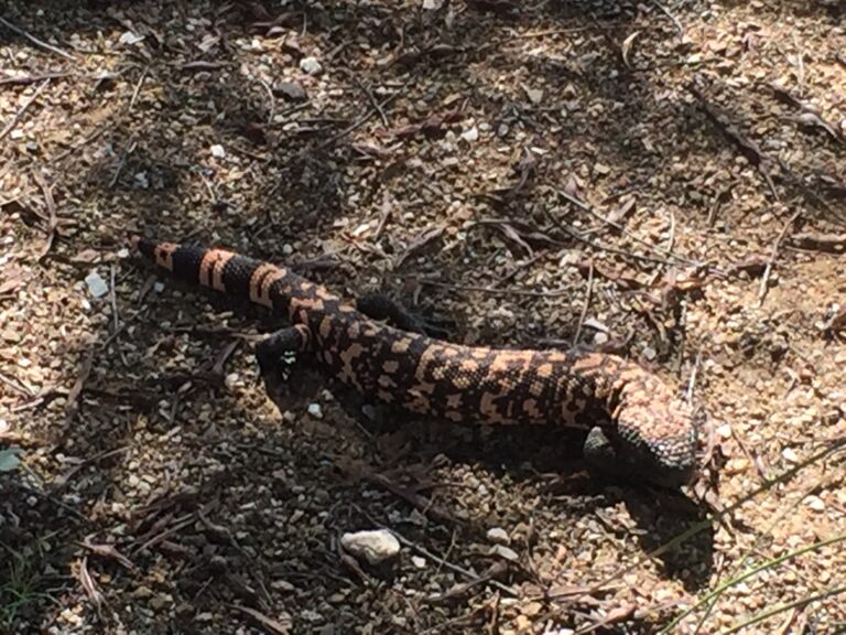 CDT: Arizona Springtime