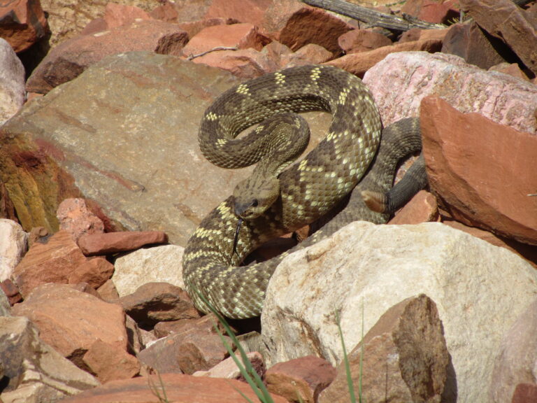 GET: Gear, Food & Caches