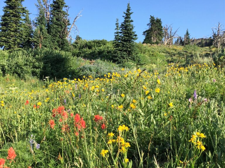 CDT Day 109: Along the Divide on MT/ID Border