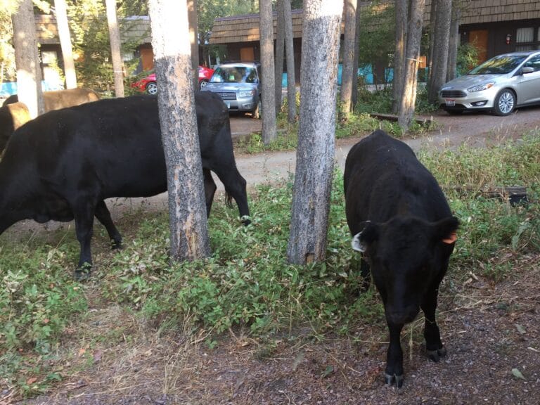 CDT Day 148: Another Zero Day in East Glacier