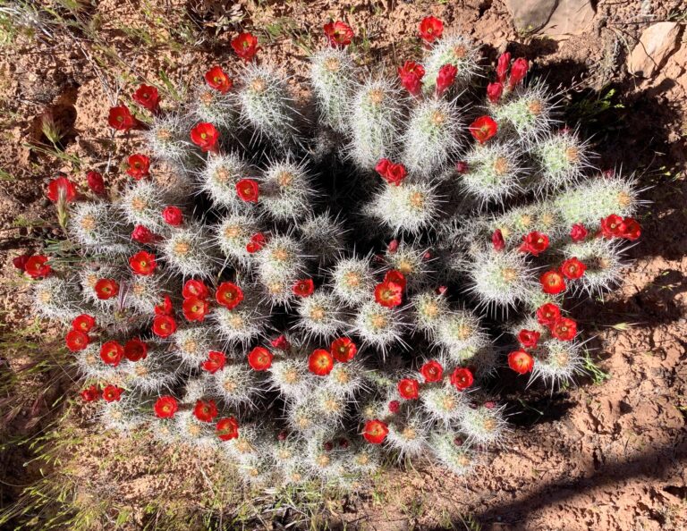 HDT Day 22: Halls Creek & Waterpocket Fold