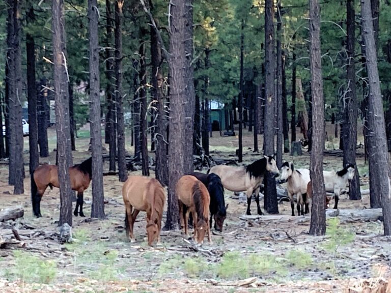 MRT Day 18: General Crook to Black Canyon Lake