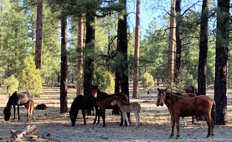 MRT Day 19: General Crook & Bone Dry Tanks