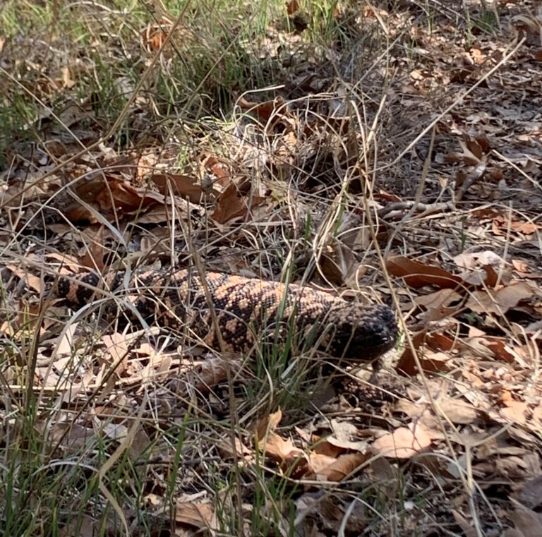 SKIT Day 22: Galiuro Mountains