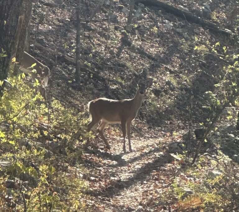 AT Day 21: A Nero in Hot Springs NC