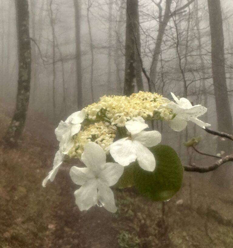 AT Day 24: Pigsah NF & Whiterock Cliff