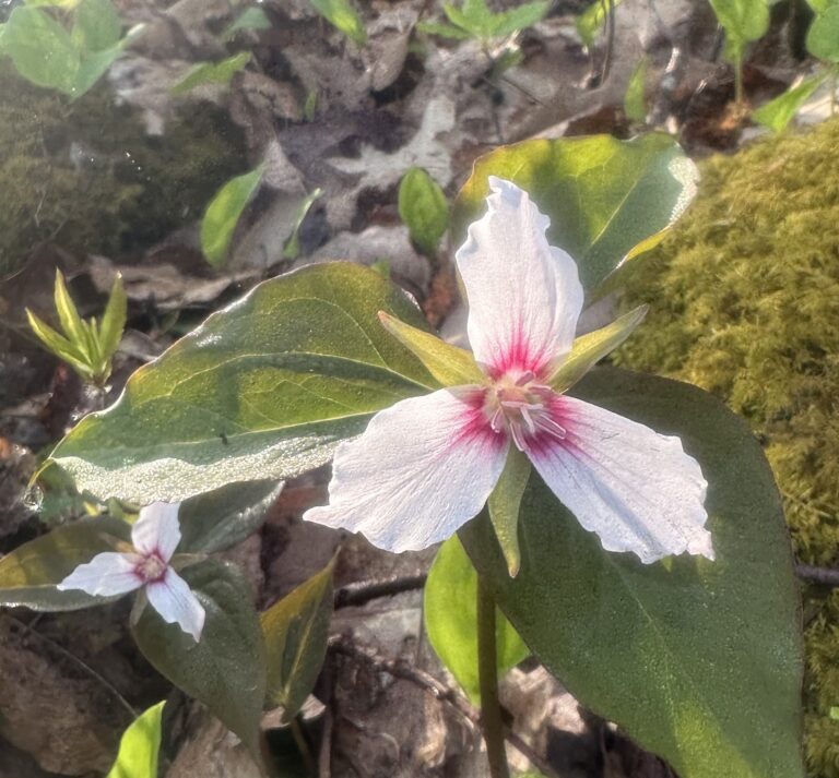 AT Day 49: Double Hump in Jefferson NF