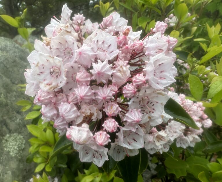 AT Day 52: Carvin Cove Down to Daleville