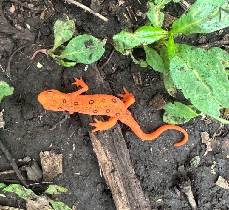 AT Day 55: Still Near the Blue Ridge Parkway