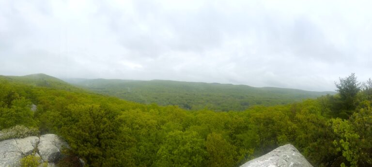 AT Day 98: Green Canopy of New York