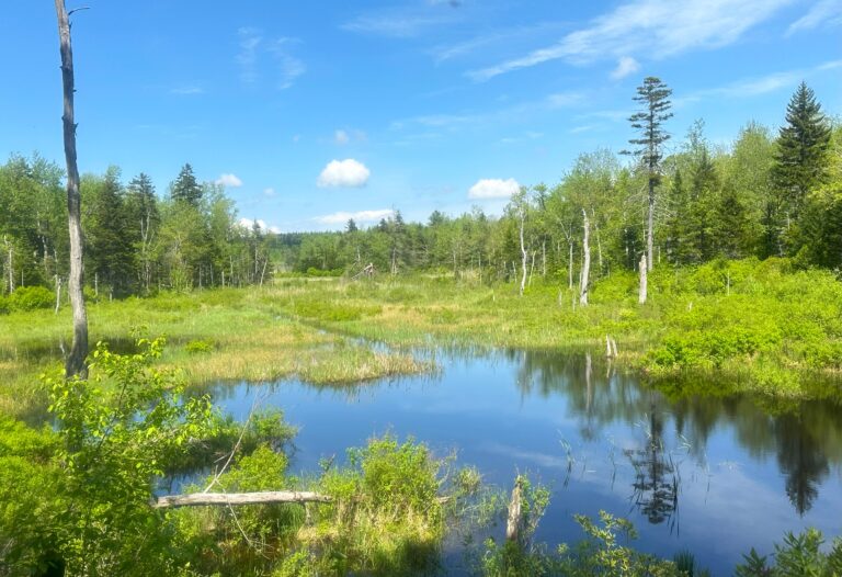 AT Day 108: Boardwalks, Marshes & Goose Pond