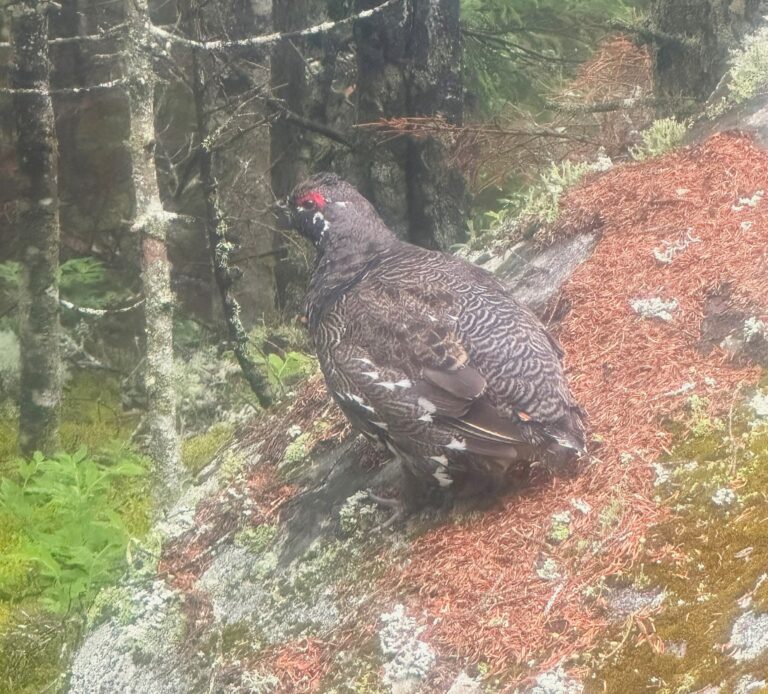 AT Day 152: Chairback Mountains and Gulf Hagas