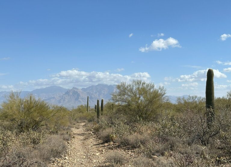 DWTH Day 3: Into the Tucson Mountains