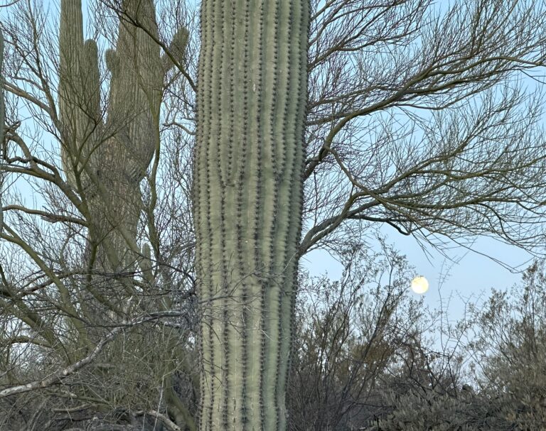 DWTH Day 4: Saguaro National Park West