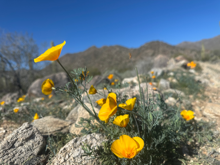 DWTH Day 26: Harcuvar Mtns Wilderness