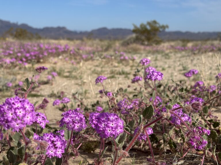 DWTH Day 31: Into Parker AZ
