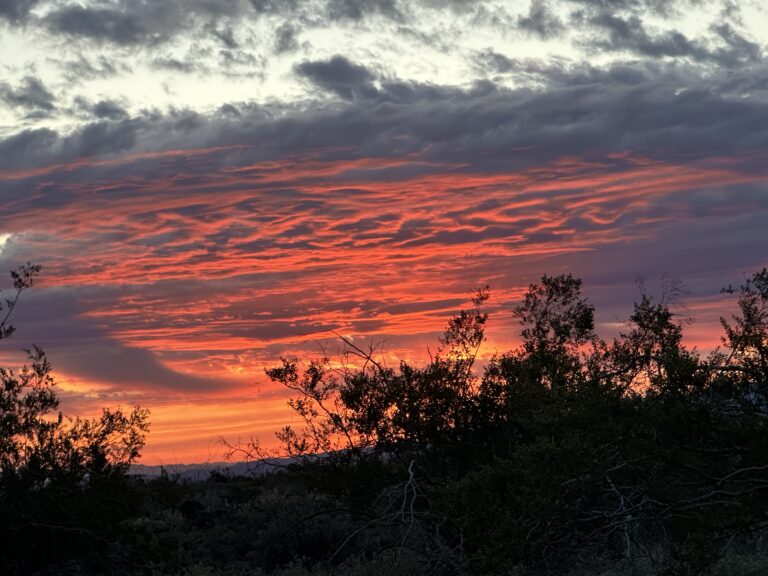 DWTH Day 35: Turtles to Old Woman Wilderness