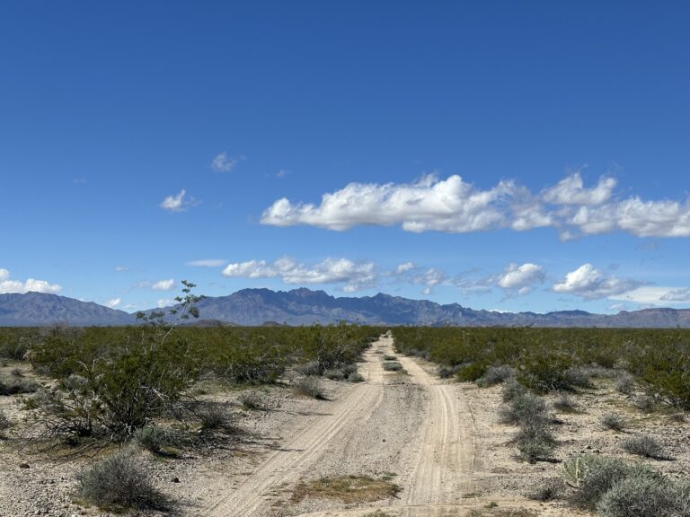 DWTH Day 39: Mohave Wilderness