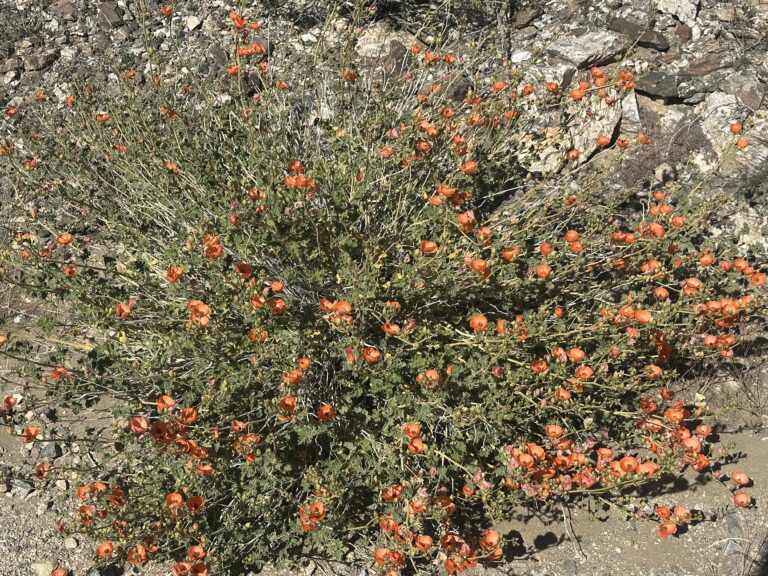 DWTH Day 47: Into Joshua Tree National Park