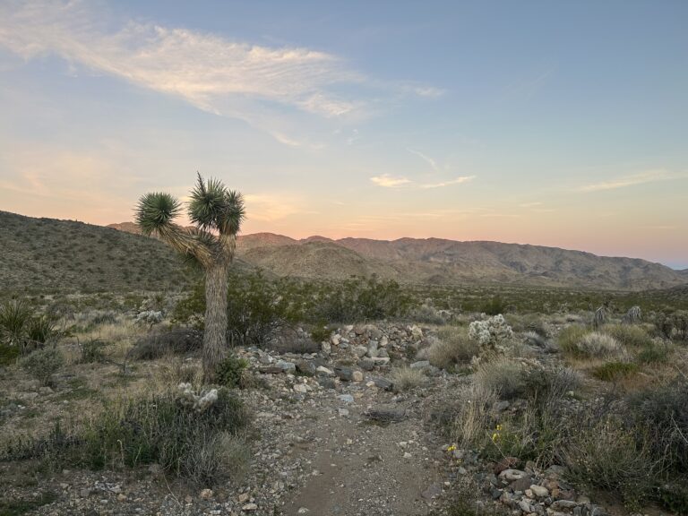 DWTH Day 48: Joshua Tree National Park